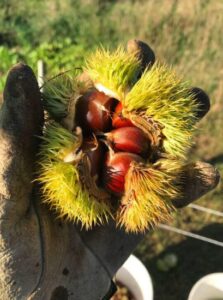 Chestnut Recipes from Around the World Image